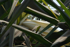 Pandanus fascicularis